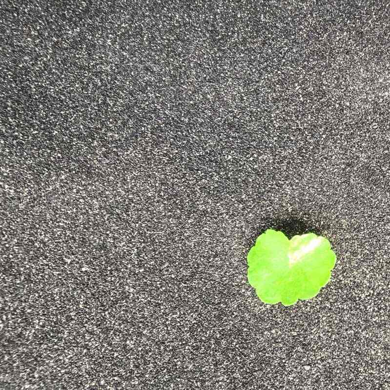 Energilagring Kokosnötskal aktivt kol